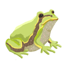 frog illustration