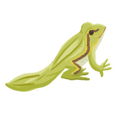 froglet illustration