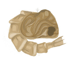 mosquito pupa illustration