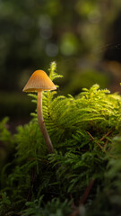 Moss Bells Genus Galerina