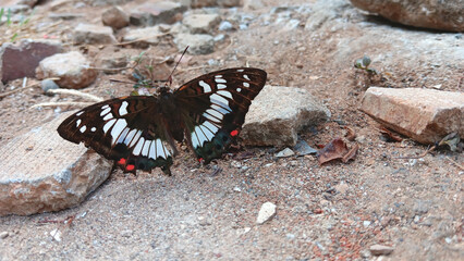 Latest, beautiful butterflies with bright light