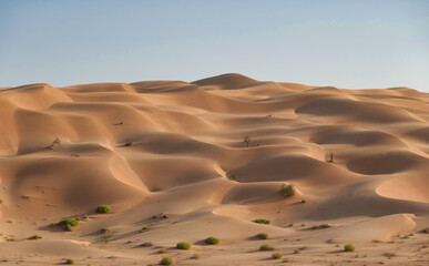 Fototapeta na wymiar Great golden dune in the Rub Al Khali desert with undulating sand lines Oman