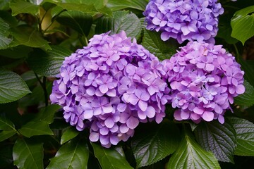 Close-up of light pink hydrangea