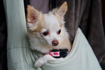 Fototapeta na wymiar Chihuahua that fits in a bag