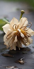 A wilted flower, its petals drooping and its stem bending under the weight of its own exhaustion.