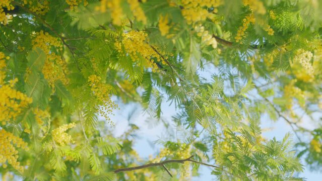 Mimosa Branches In Bloom. Branches Of Mimosa Flower Symbol Of Early Springtime In February. Close up.
