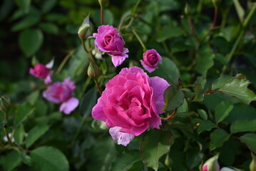 バラ園で、色とりどりの秋バラが美しく咲く風景