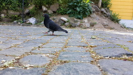 pigeon on the ground
