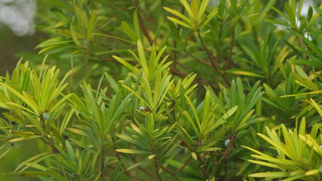 European Yew Or Podocarpus Macrophyllus. Leaves Are Thick And Glossy. Buddhist Pine. Selective focus.