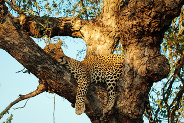 leopard resting on tree