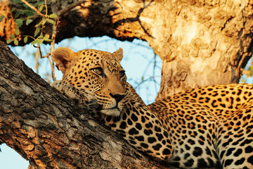leopard in the tree - obrazy, fototapety, plakaty