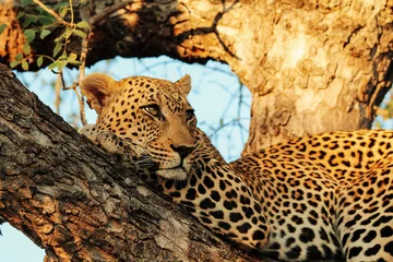 Selbstklebende Fototapeten leopard in the tree © Emily