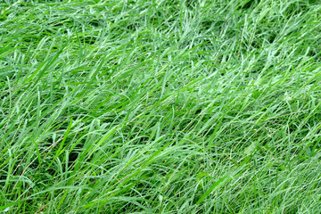 green grass background