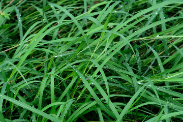green grass background