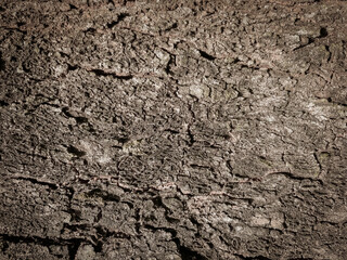Old wood wall texture background, Wood plank texture