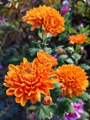 orange chrysanthemum flowers