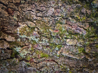 Old wood wall texture background, Wood plank texture