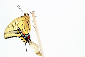 ホワイトバックに木の棒の先で翅をパタパタさせる一匹の可愛いキアゲハ蝶