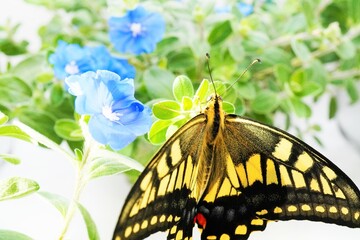 ホワイトバックにエボルブルスの爽やかな青色の花と緑の葉に翅を広げてとまるキアゲハ蝶
