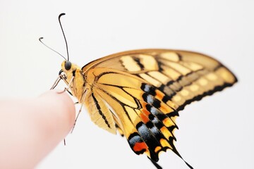 白バックに女性の指先に翅を閉じて止まる裏翅の美しい黒と黄色のキアゲハチョウ