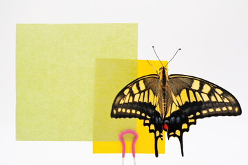 白バックに翅を開いた綺麗なキアゲハ蝶が止まった黄色と緑のメッセージフレームのモックアップ