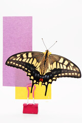 ホワイトバックに翅を広げた美しいキアゲハチョウを添えた華やかな紫のタイトルフレームのモックアップ、縦