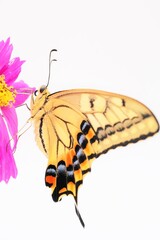 白背景にピンク色の華やかなコスモスの花にぶら下がって羽を伸ばす羽化直後のキアゲハ蝶、縦