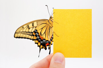 白背景に女性が手に持つ、キアゲハ蝶が止まった黄色のタイトルカードのシンプルなモックアップ