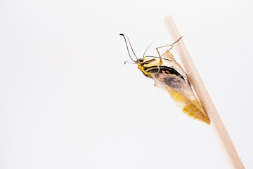 ホワイトバックに木の棒に帯糸を掛けた蛹の殻を開けて出てくる成虫のキアゲハチョウ