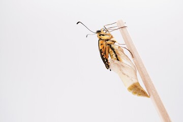 白バックに空の蛹のついた木の棒を上る羽化したてのまだ翅のしわしわなキアゲハチョウ