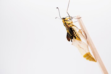 白背景にさなぎの殻から出たばかりの皺のある翅を乾かす一匹の黄揚羽蝶