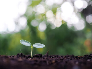 Close up of young plant growing in the soil with nature background