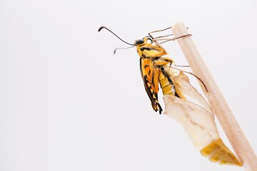 白背景に空の蛹の真上で細い棒に捉まってしわしわの翅を乾かす一匹のキアゲハチョウ