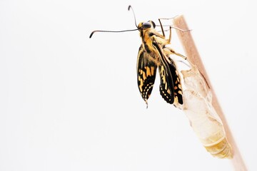 白背景にさなぎの殻のついていた細い棒に捉まって皺のある翅を乾かす一匹の黄揚羽蝶