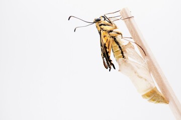 白背景に空の蛹にまだ腹部が入っている羽化したての翅の開いていない一匹のキアゲハチョウ