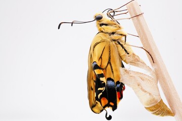 ホワイトバックに空の蛹と羽化したての翅に皺の残る一匹のキアゲハチョウ