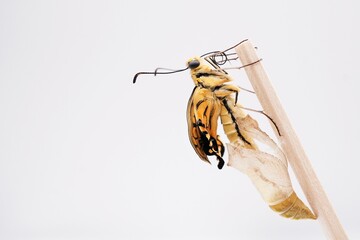白バックに空の蛹から出てくる途中の羽化したての羽のしわしわな一匹のキアゲハチョウ