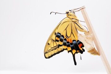 白背景に空の蛹の横で木の棒に捉まってうっすら皺の残る羽を乾かす一匹のキアゲハ蝶のアップ