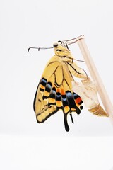 白バックに空の蛹の横で割りばしに捉まってうっすら皺の残る羽を乾かす一匹の可愛いキアゲハチョウ、縦