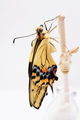 白バックに割りばしに捉まってしわしわの翅を乾かす美しい一匹のキアゲハ蝶とそのサナギ、縦位置