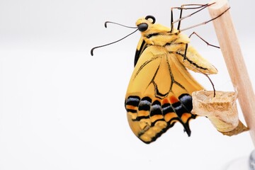 白バックに空の蛹の横で木の棒に捉まって翅を乾かす一匹のキアゲハ蝶の接写