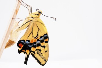 ホワイトバックに空の蛹から出て木の棒に捉まって羽を伸ばす一匹の美しいキアゲハ蝶の頭部のクローズアップ