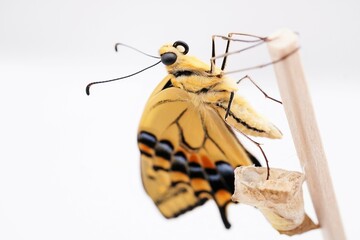 白背景に空の蛹の横で木の棒に捉まって羽を乾かす一匹のキアゲハ蝶の頭部のアップ