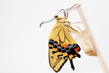 白背景に木の棒に捉まって翅脈に体液を送る一匹のキレイなキアゲハ蝶