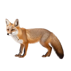 Fototapeta premium Side view of a Red fox with standing pose, isolated on transparent background.