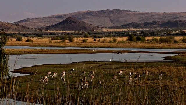 clip-191_Herd of Springboks in Africa Grazing