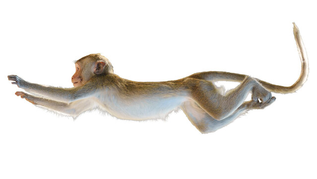 Single Monkey or Macaca jumping in a flying position. It leaping floats in the air with shock. Isolated on white background with clipping path and transparent.