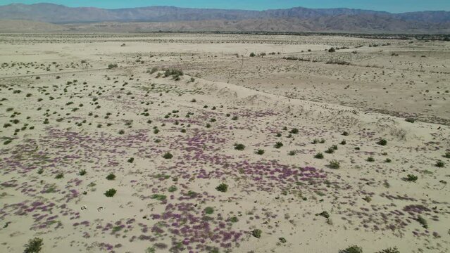 Desert sand verbena purple flowers across the sand dunes