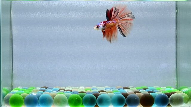 Betta fish male fancy nemo multi color halfmoon long tail from Thailand, Siamese fighting fish on isolated grey background.