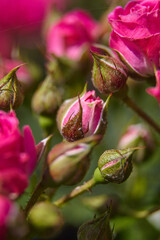Bud of roses